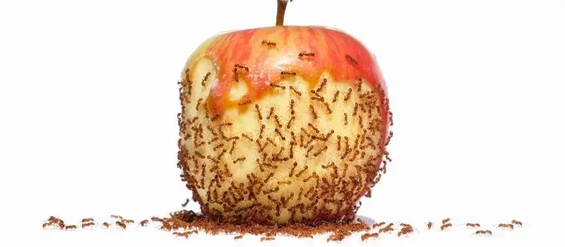 Ants gathered around an apple