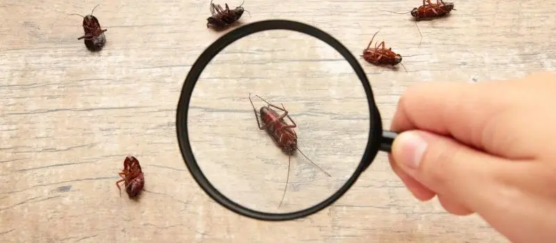 Cockroaches on a wood surface viewed through a magnifying glass