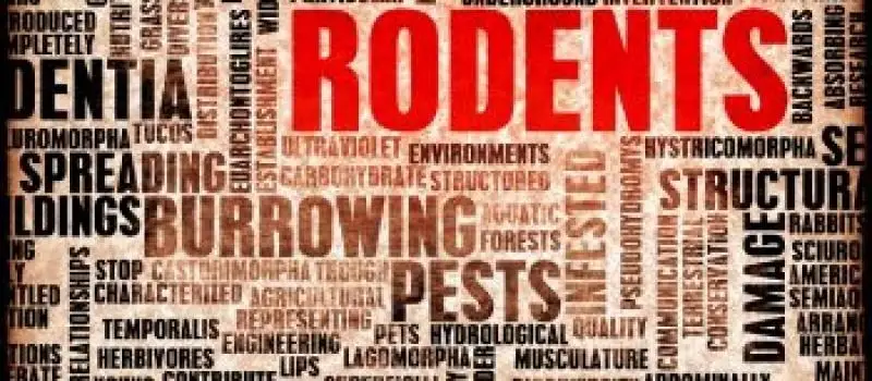 Rodent pest information graphic from the existing Good Riddance website