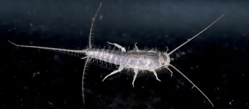 Silverfish showing its long antennae and three tail-like appendages