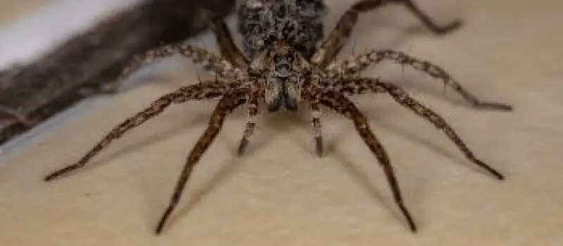 Close-up of a spider on a light-colored surface