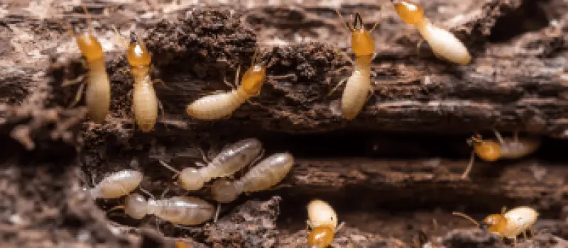 Termites active inside damaged wood