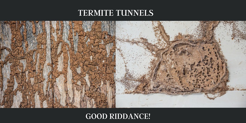 Termite Tunnels Pest Control Palm Coast