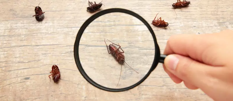 Eliminate Roaches Inside Your Home in Palm Coast Florida