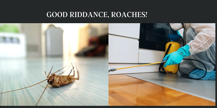 Roach Exterminator Palm Coast Florida